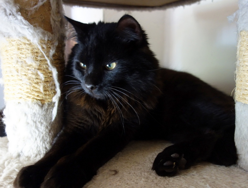 DORYS KOČKA K ADOpci