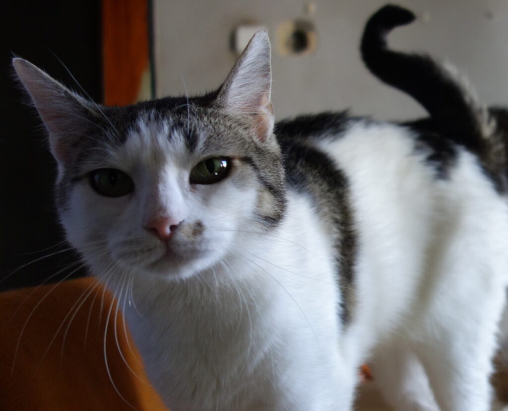 amalka kočka k adopci