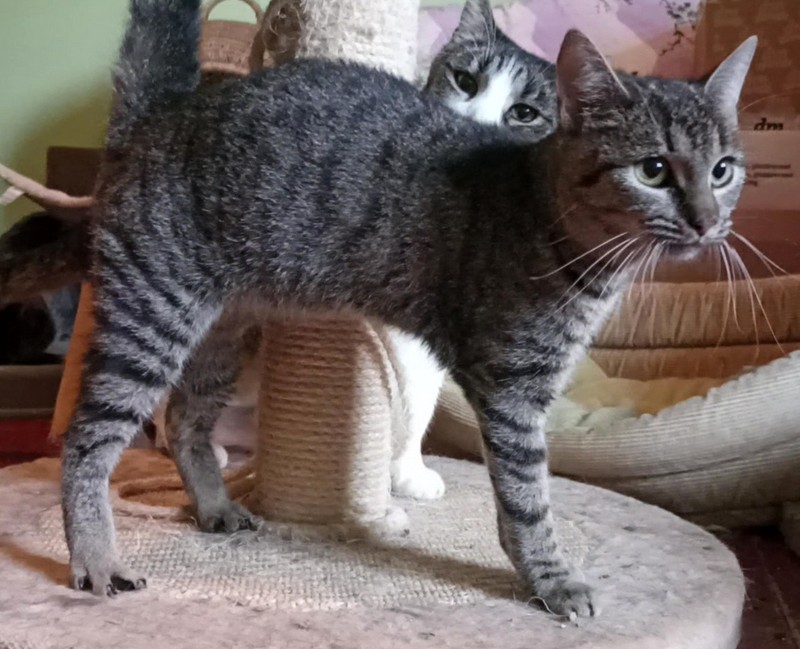 Kocka Anicka k virtualni adopci