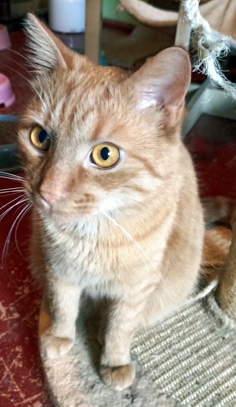 Bambi kocour k adopci