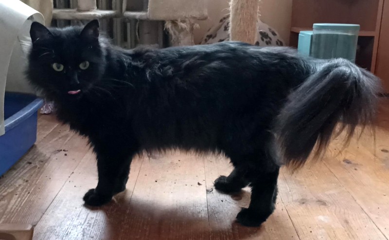 cERTICE KOCKA K VIRTUALNI ADOPCI