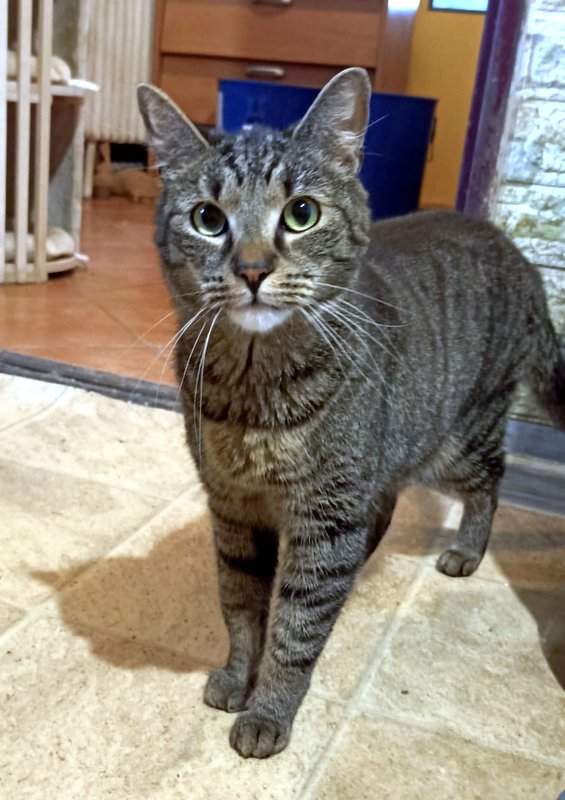 damian kocour k adopci