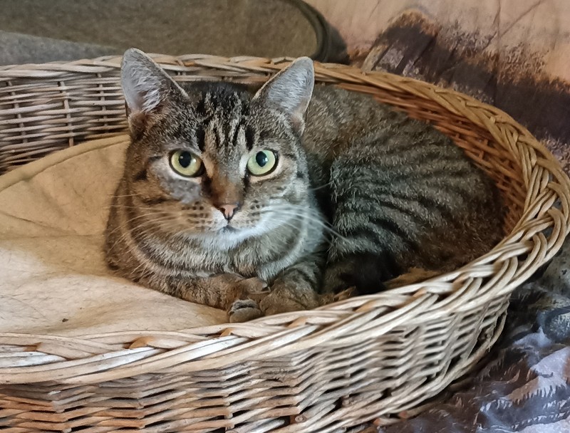 denuna kocka k adopci