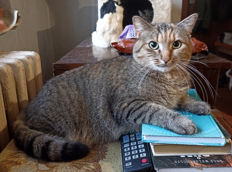 Elsa kočka k adopci