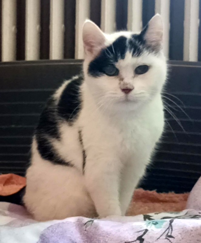 gaucak, kocka k adopci