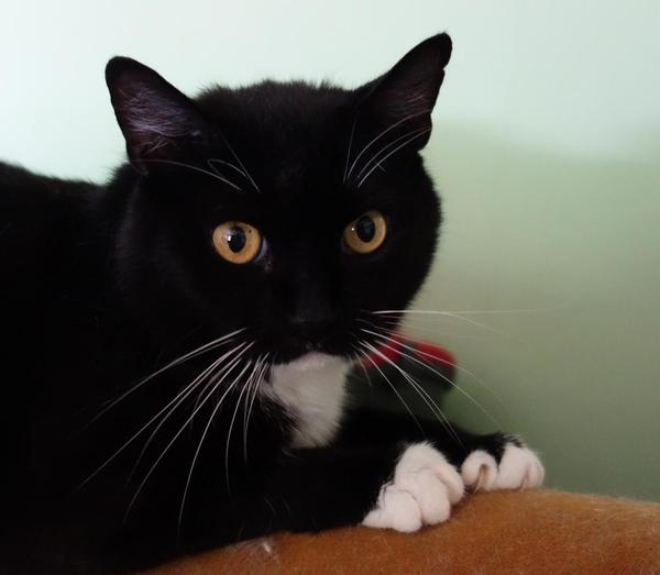 kanalie kocka k adopci