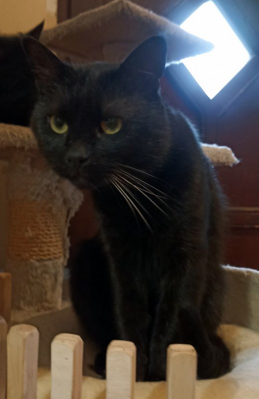 Kuki kocour k adopci