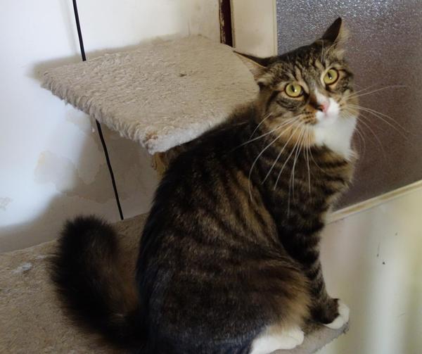 maxik kocour k adopci