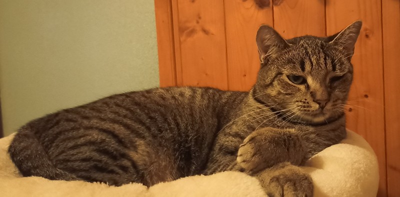 Mour kocour k adopci