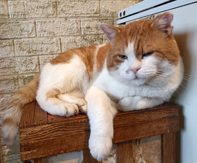 Virtualni adopce kocka oskar