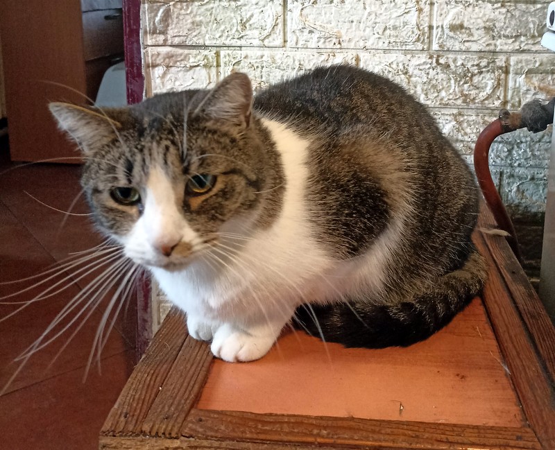 Sanchez kocour k adopci