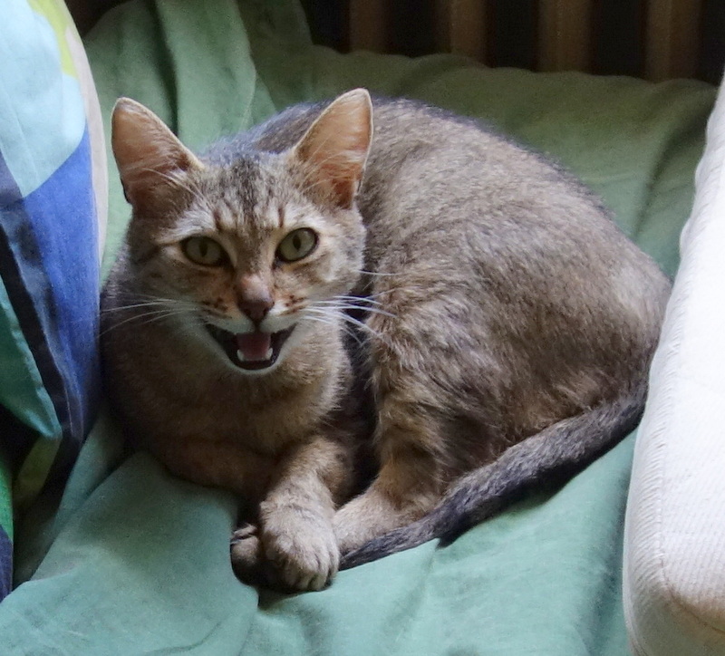 senorita kocka k adopci