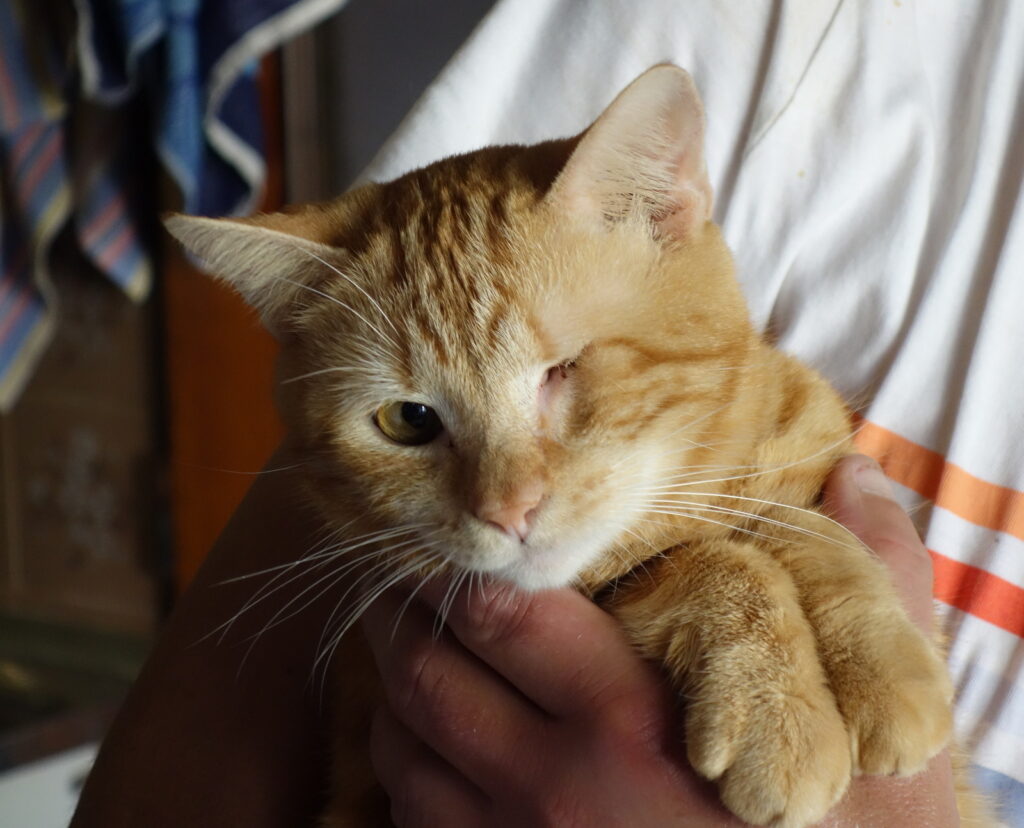 Virtuální adopce koček